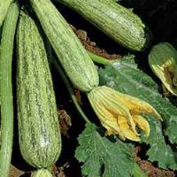 Courgette Striatum Pugliese